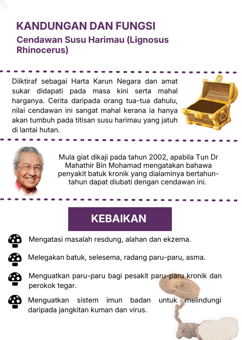 Cendawan Susu Harimau - pengenalan dan kebaikan