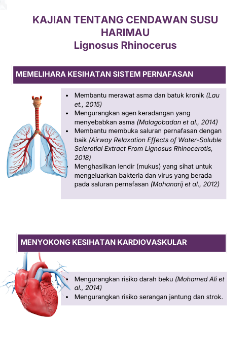 Kajian Cendawan Susu Harimau - sistem pernafasan dan kardiovaskular