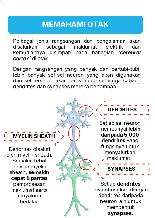 Dendrit, synapse dan myelin sheath