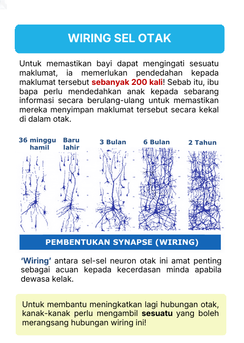 Pembentukan synapse (wiring)
