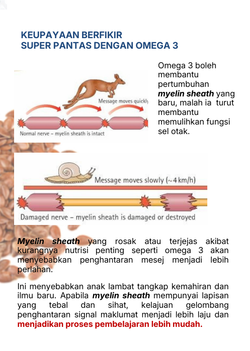 Omega-3 dan myelin sheath