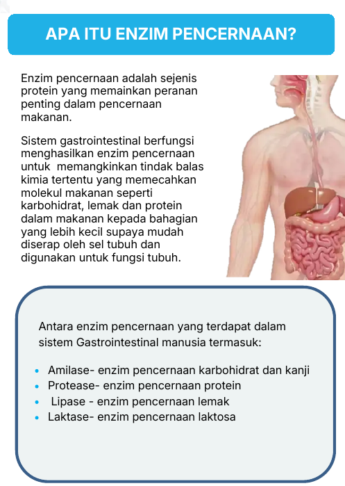 Apa itu enzim pencernaan?