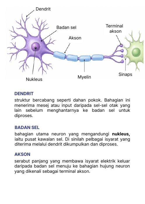 Bagaimana Sel-Sel Otak Berkomunikasi?