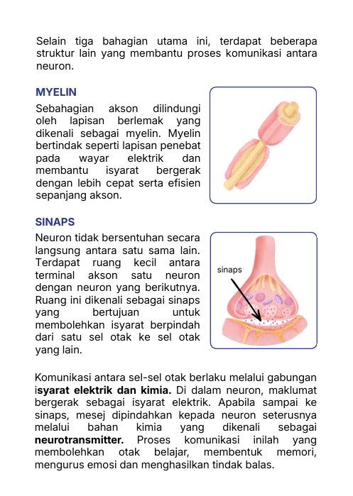 Myelin dan sinaps