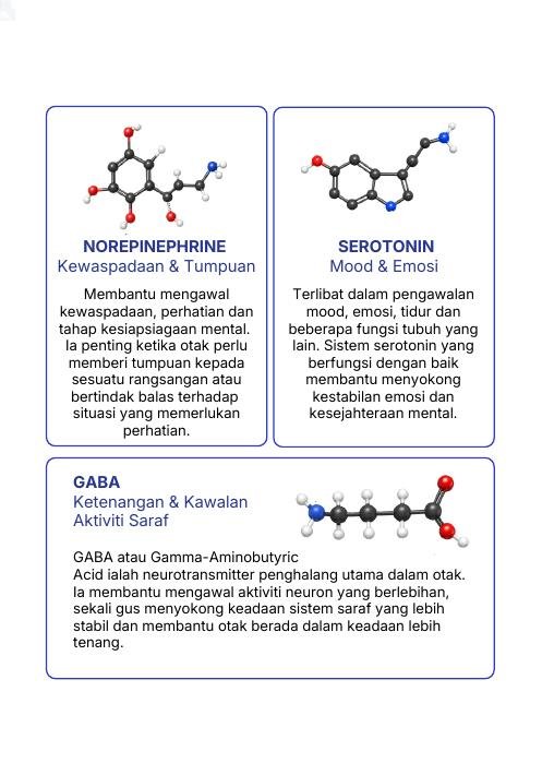 Norepinephrine, Serotonin dan GABA