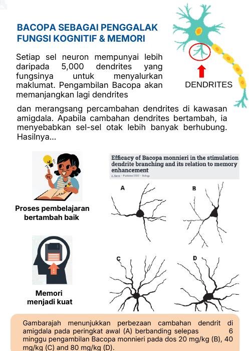 Bacopa dan fungsi kognitif