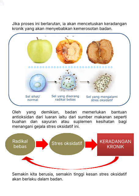 Stres Oksidatif dan Keradangan Kronik