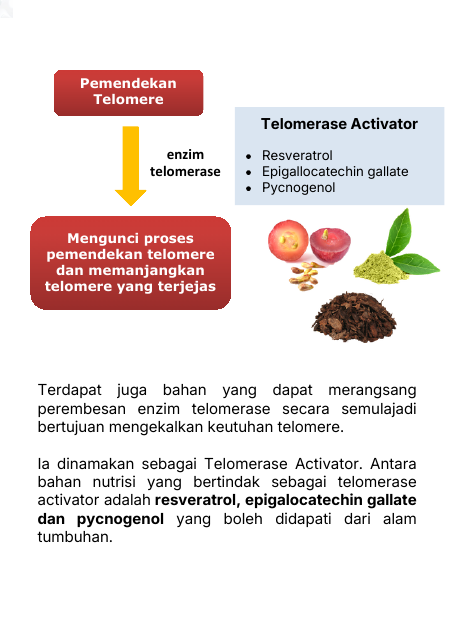 Telomerase Activator