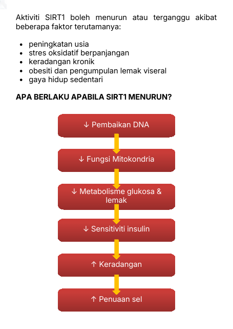 Apa Berlaku Apabila SIRT1 Menurun?
