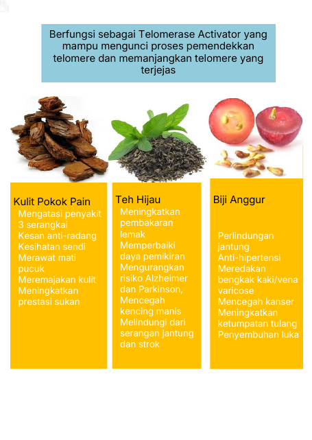 Telomerase Activator: Pine Bark, Teh Hijau dan Biji Anggur